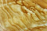 Polished Golden Picture Jasper Slice - Nevada #168352-1